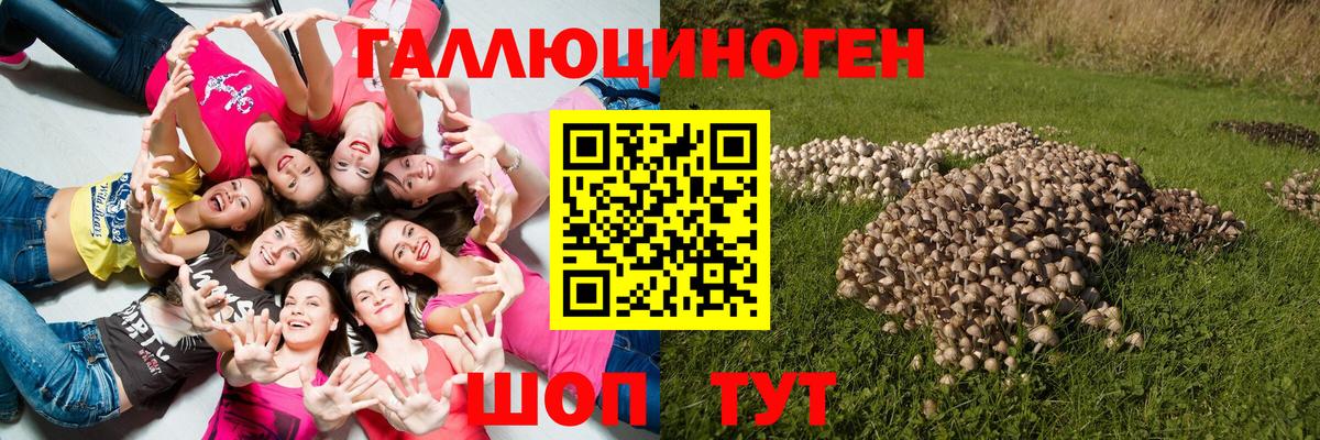 Галлюциногенные грибы GOLDEN TEACHER  закладка  Темрюк 